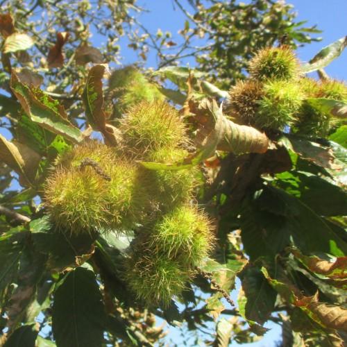 Lime fruits, brown stems, yellow petiole, green leaves, yellow midrib and veins.