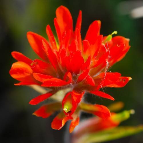 Orange-red petals growing on green stems with green leaves in blurry background.