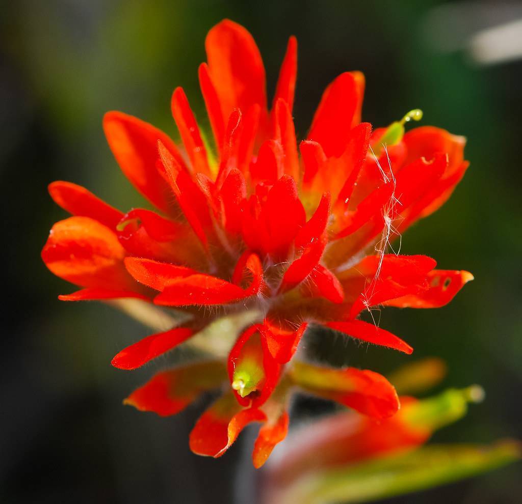 Orange-red petals growing on green stems with green leaves in blurry background.