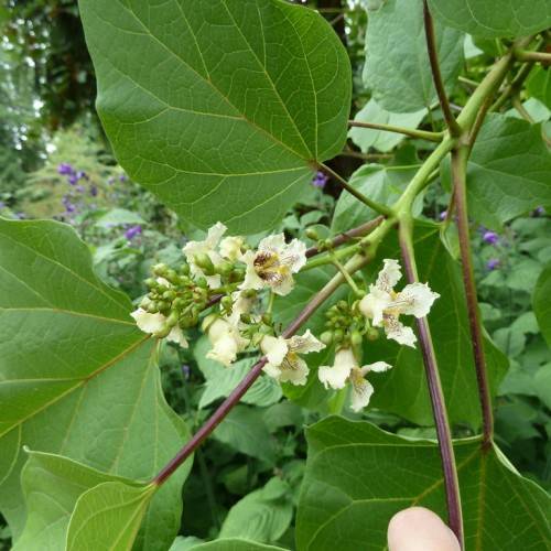 Creamy-green flowers and green buds with green leaves on maroon-green branches