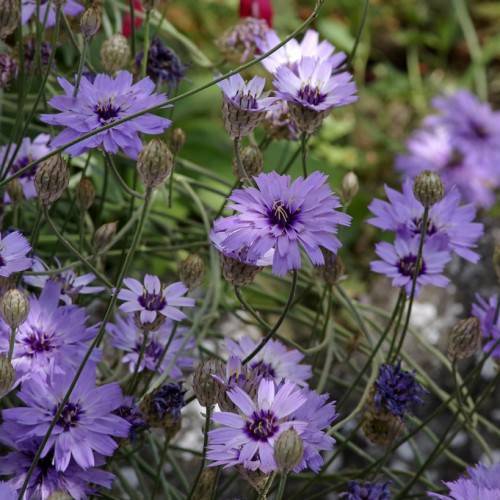 Violet-blue petals and dark-purple stamens on green stalks.