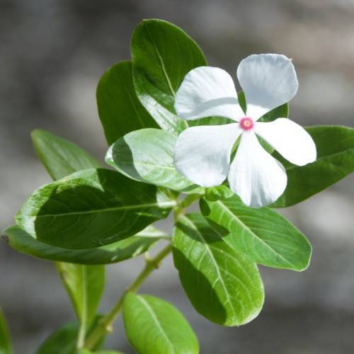 White flowers with pink anther and green leaves and green stems.