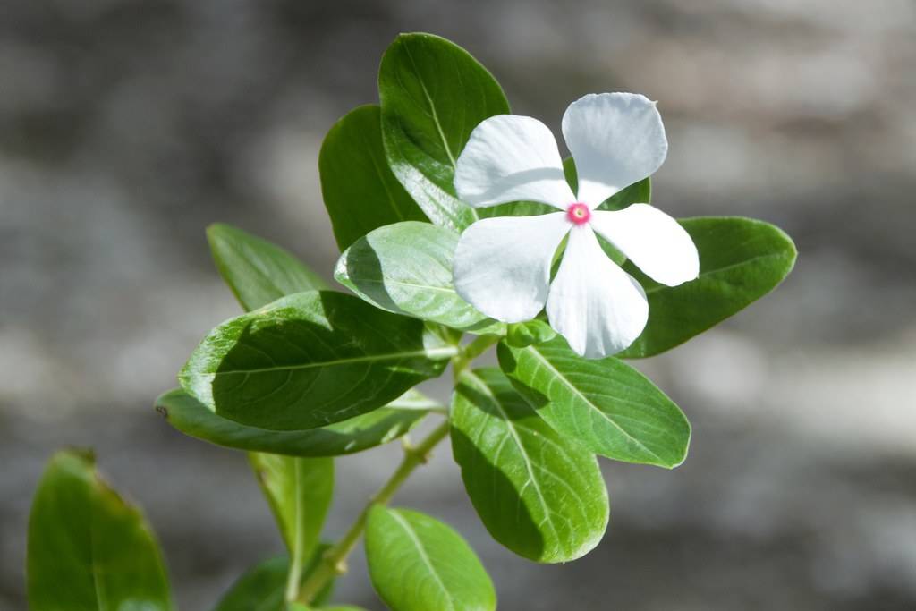 White flowers with pink anther and green leaves and green stems.