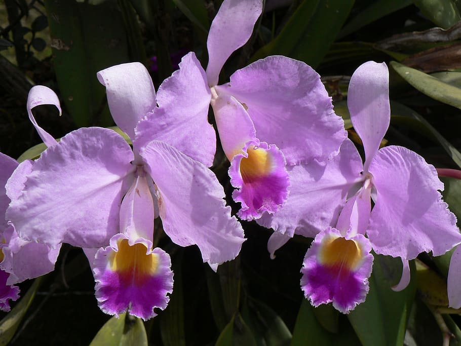 purple flower with orange center.