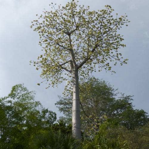 Green leaves and gray stem with gray trunk
