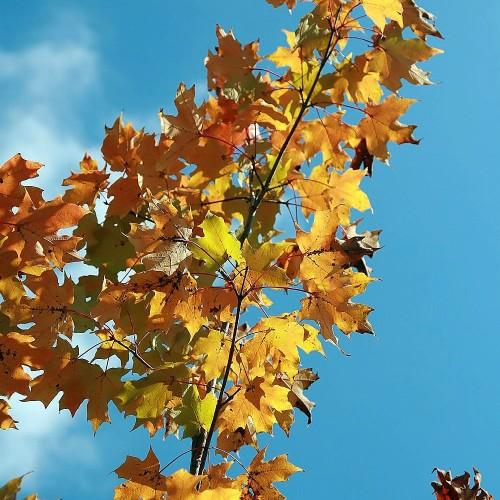 orange-yellow leaves with brown branches