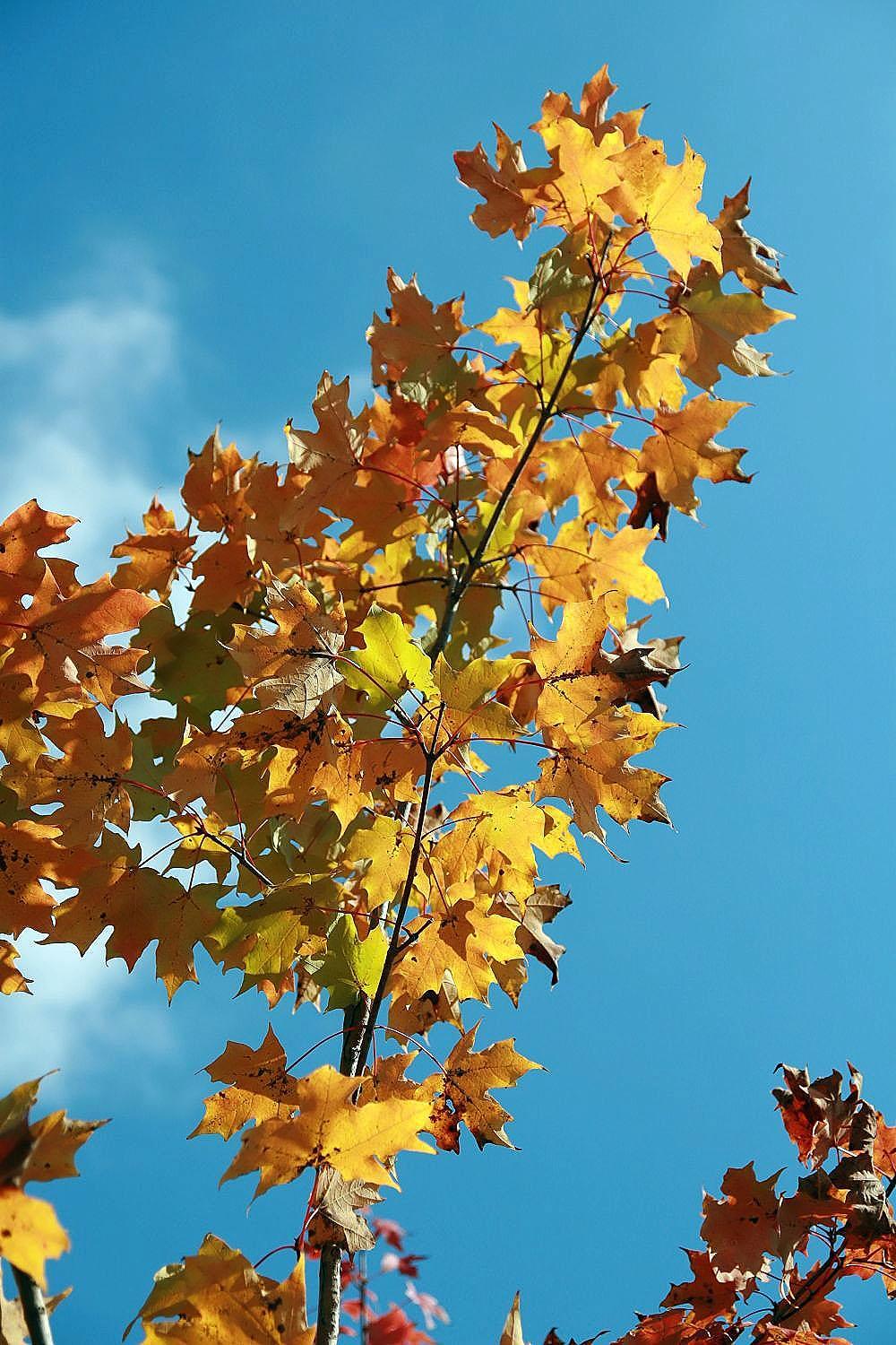 orange-yellow leaves with brown branches