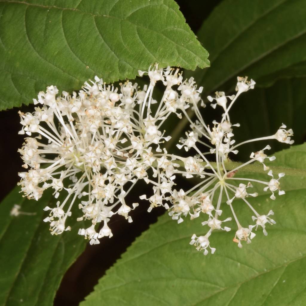 White flowers with green leaves on green stalk.