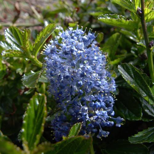 Blue flowers and green leaves on green stems.