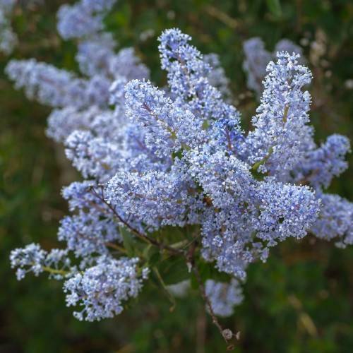 Light-blue flowers with white anther on brown stems with green leaves.