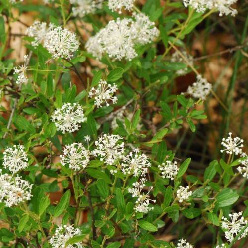 White flowers and green leaves on brown stems.