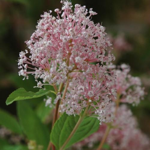 White-pink flower with black anthers, white filaments, green leaves, yellow petiole, maroon-beige stems, yellow midrib and veins.