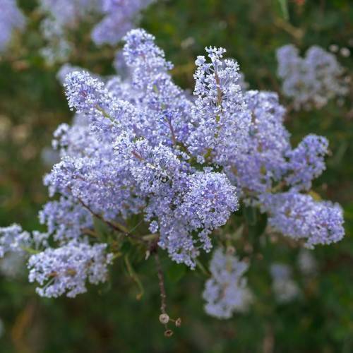 Light-blue flowers with white anther on brown stems.