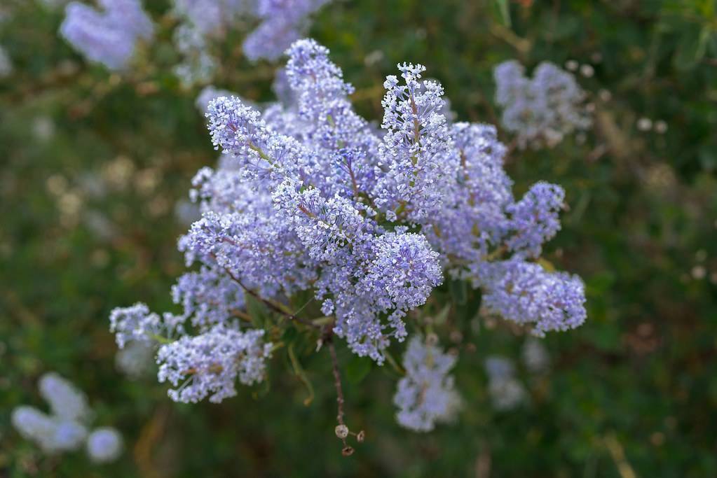 Light-blue flowers with white anther on brown stems.