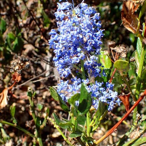 Blue flowers with buds, yellow anthers, green leaves, lime-yellow stems and branches.