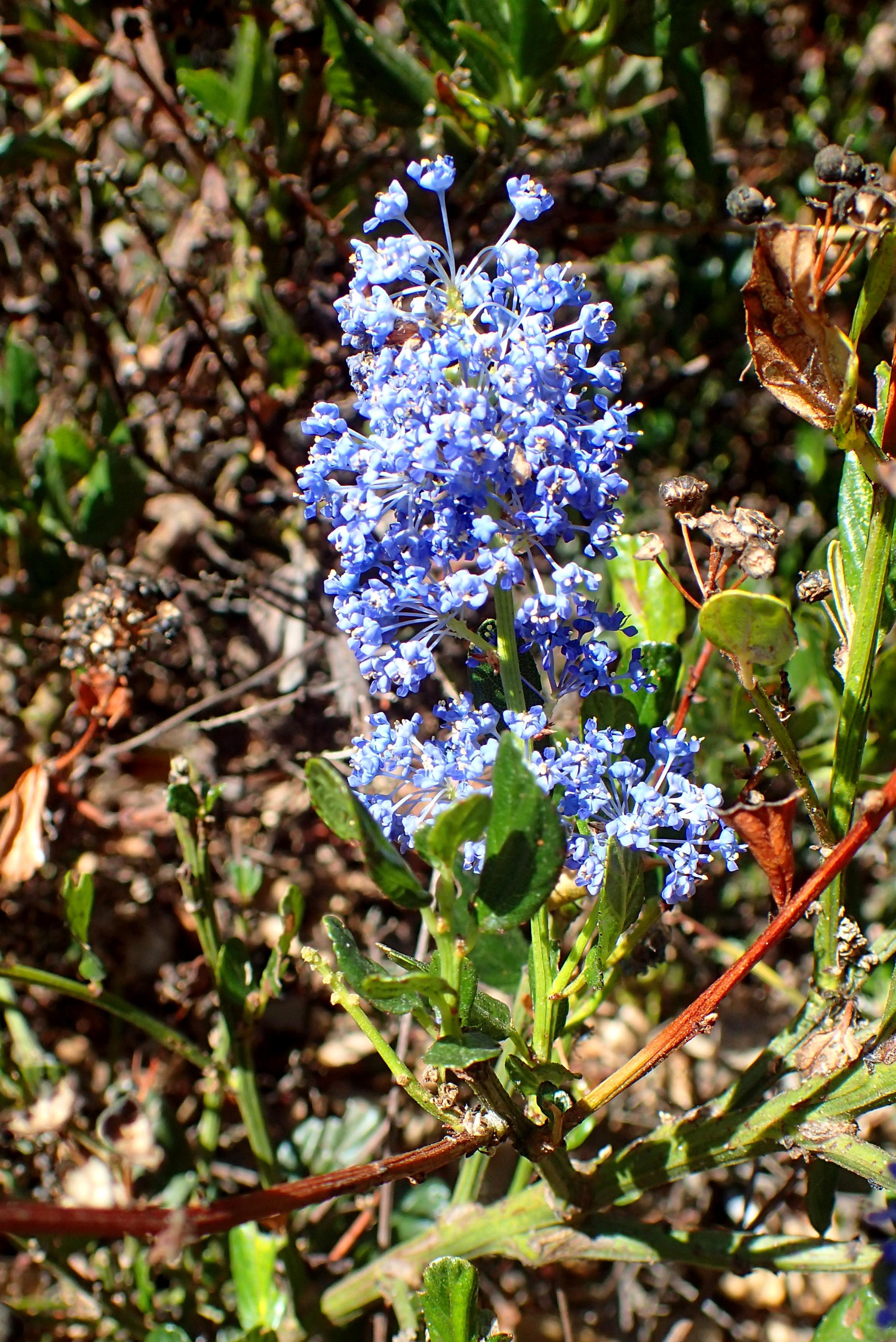 Blue flowers with buds, yellow anthers, green leaves,  lime-yellow stems and branches. 
