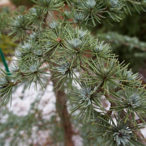 Green-blue leaves on brown stems.