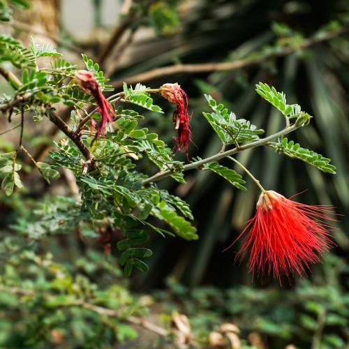 Brown branch, with green stems filled with tiny green leaves and red flowers.