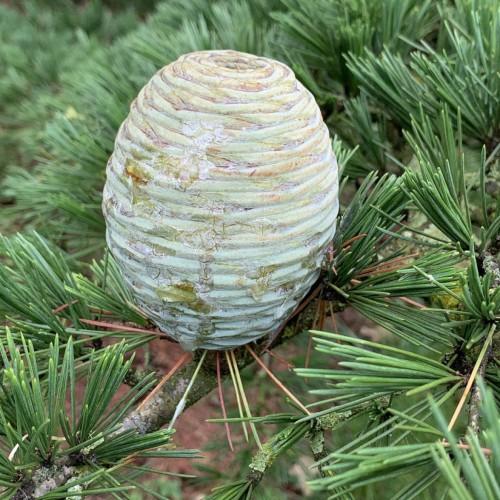 Beige-lime cone with lime-green leaves and green-gray stems.