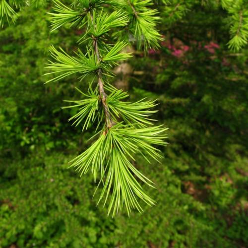 Green leaves with brown stems.