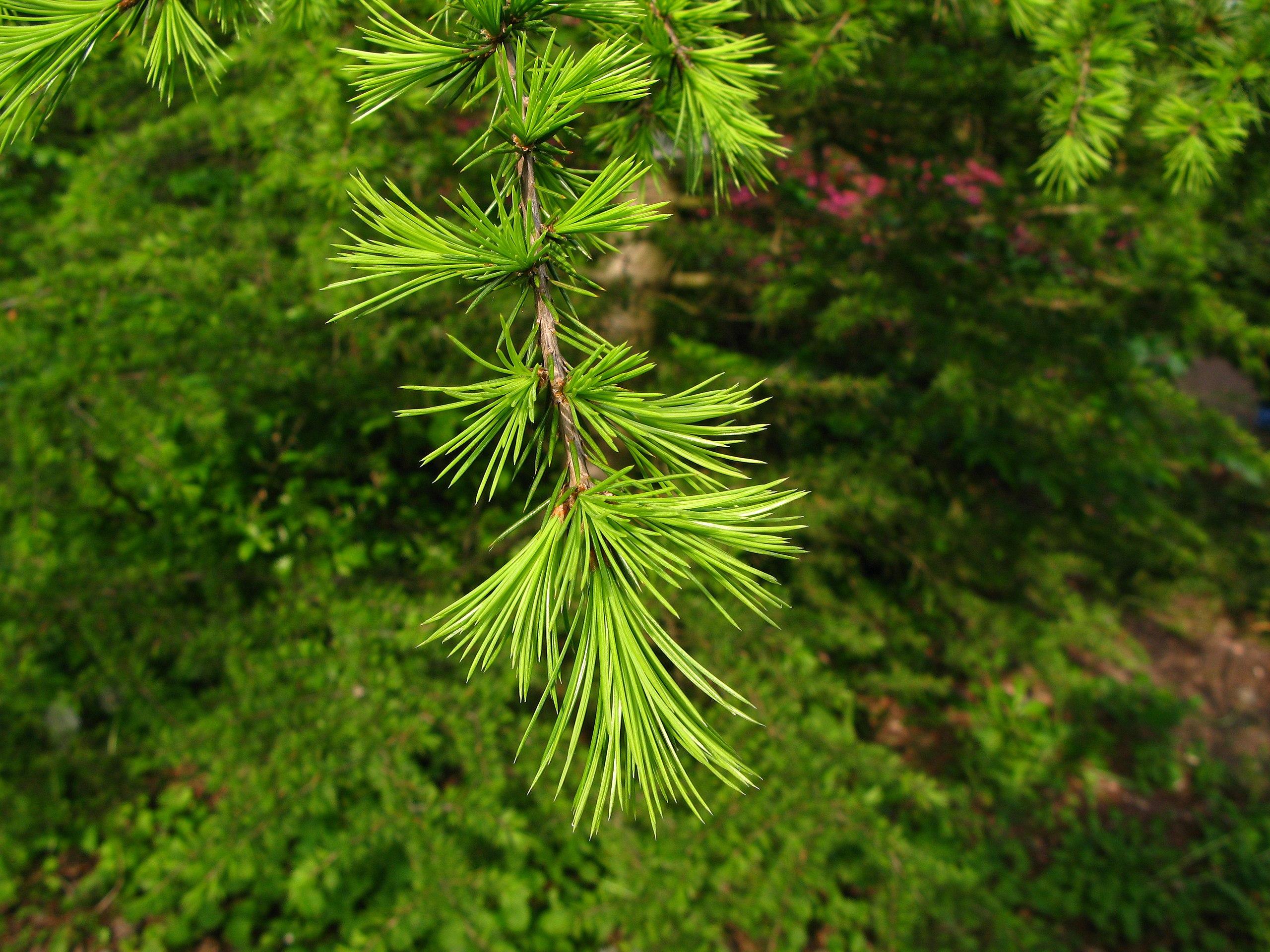 Green leaves with brown stems.