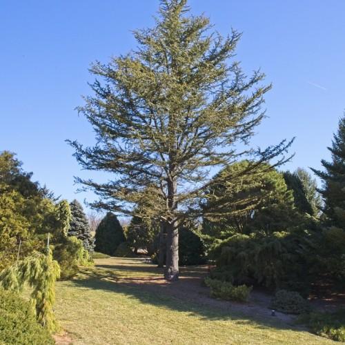 Tree with green leaves and gray-brown trunk.