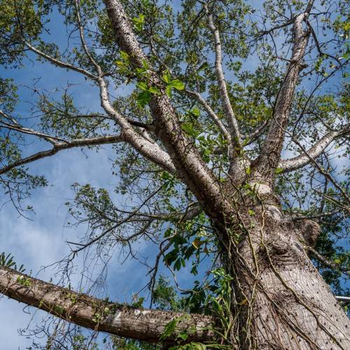 Gray-brown trunk and green leaves against brown branches.