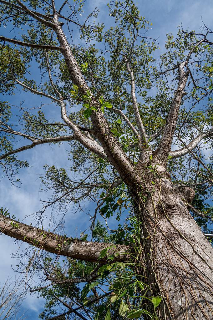 Gray-brown trunk and green leaves against brown branches.