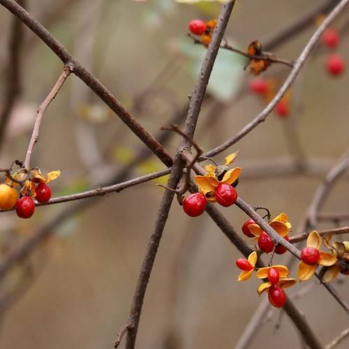 Orange-red fruits on bare brown branches.