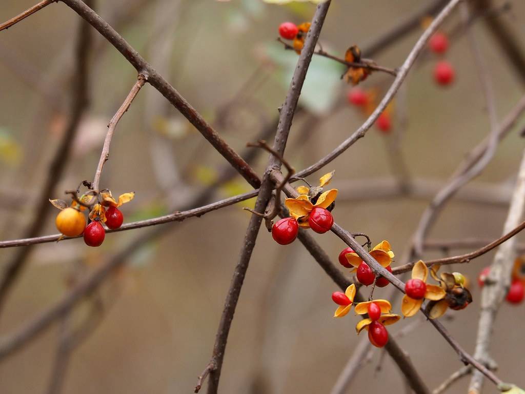 Orange-red fruits on bare brown branches.