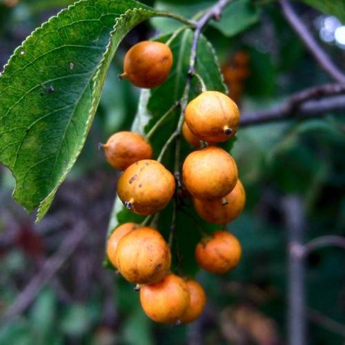 Orange berries and green leaves on brown stem.
