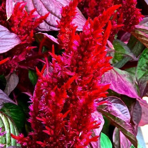 Red flowers and pink-green leaves.