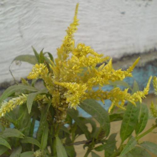 Yellow blooms with green fronds on green stem.