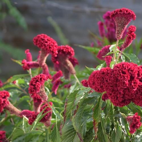 ruby flowers with red-green leaves and stems