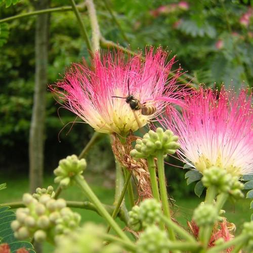 pink-yellow flowers with lime fruits on lime stems