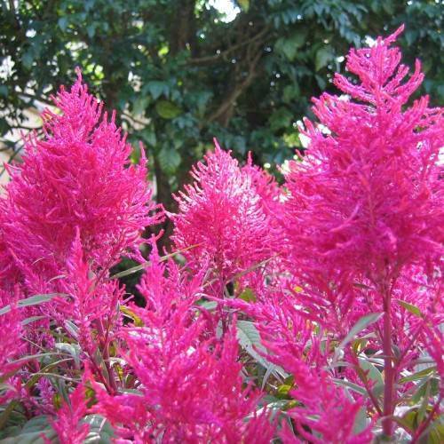 Pink flowers on pink stems against green foliage background.