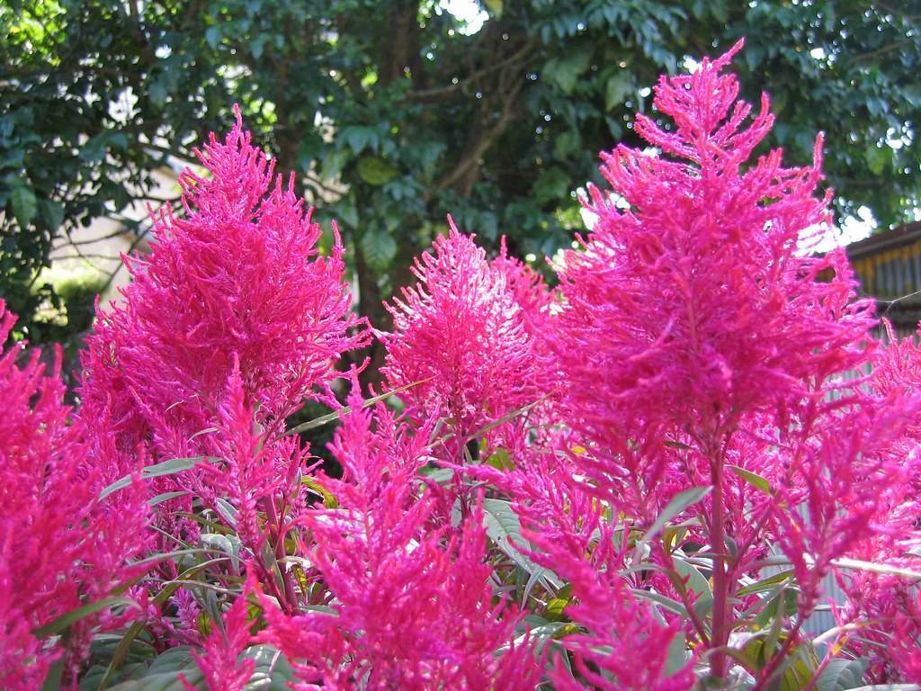 Pink flowers on pink stems against green foliage background.