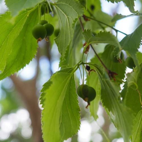 Green leaves on green stem and green berries with beige trunk.