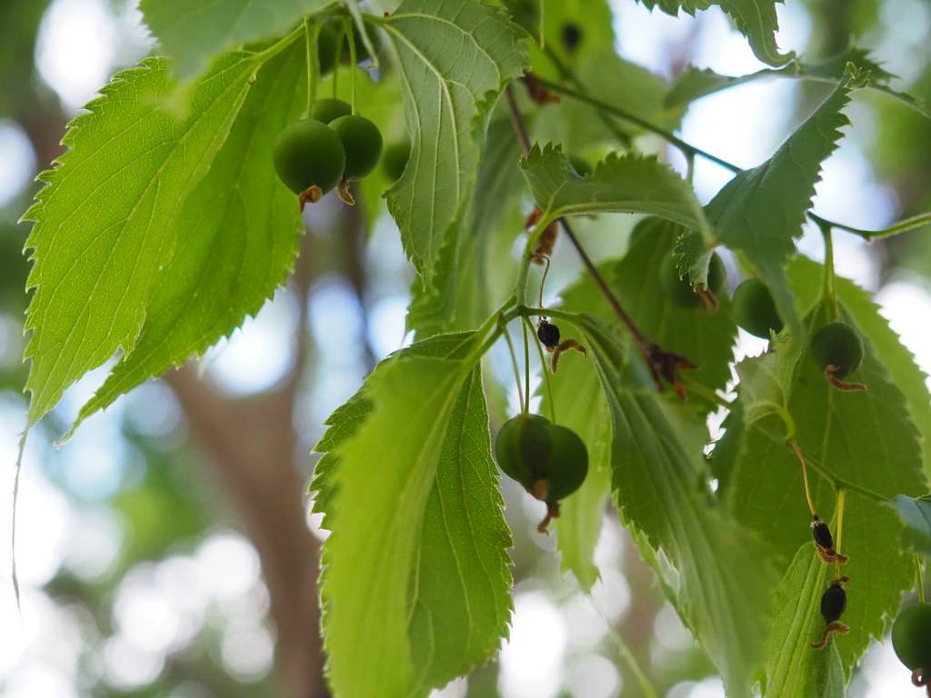 Green leaves on green stem and green berries with beige trunk.