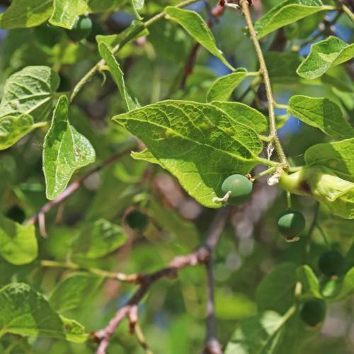 Green leaves having prominent veins and green berries on brown stem.