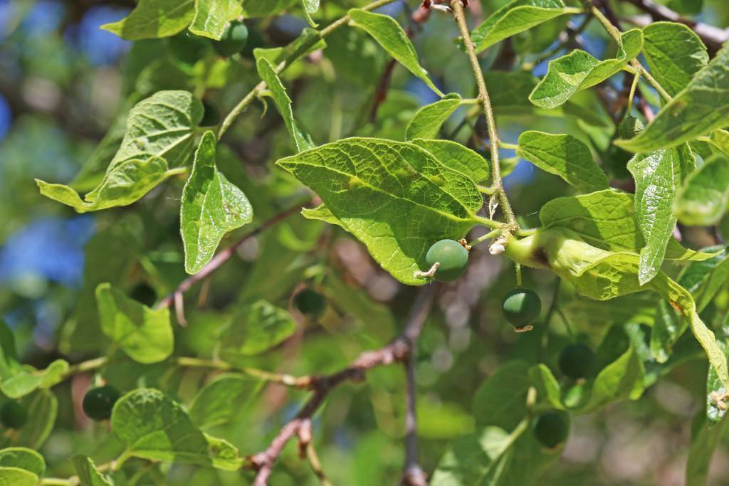 Green leaves having prominent veins and green berries on brown stem.