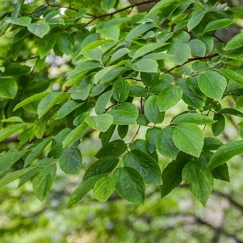 green leaves on dark-brown branches