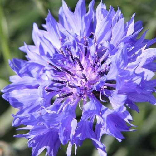 Bright-blue flower with dark-purple anthers with green foliage.