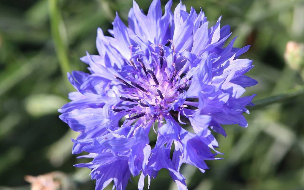 Bright-blue flower with dark-purple anthers with green foliage.