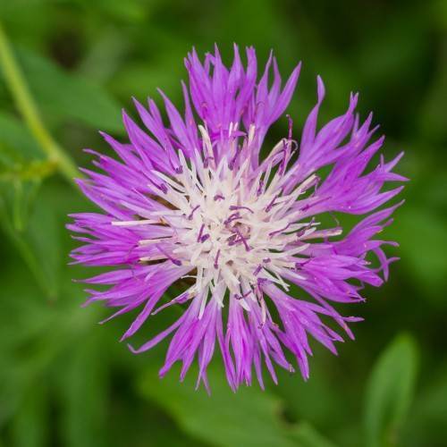 Purple flower with white anthers growing on green stem and green leaves.
