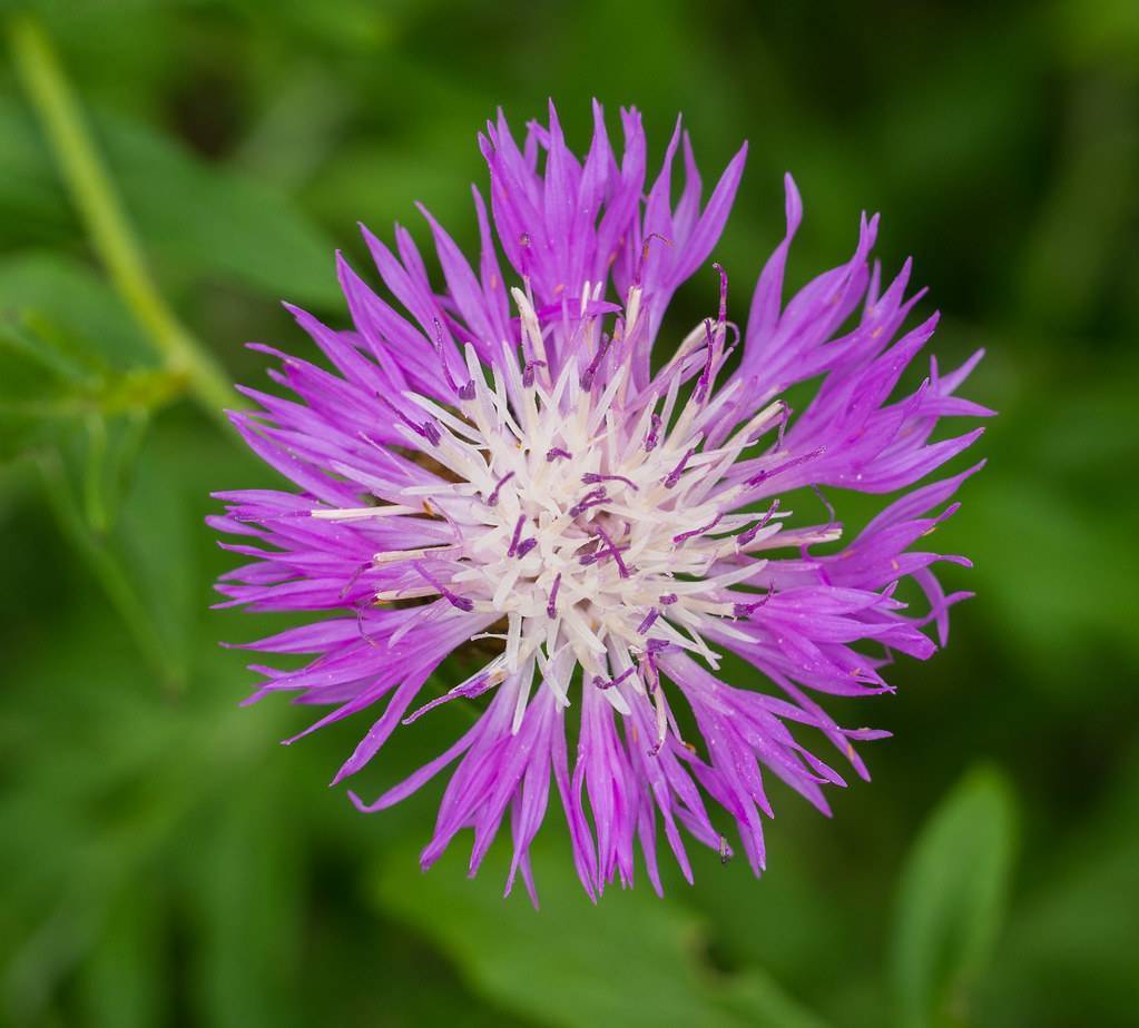 Purple flower with white anthers growing on green stem and green leaves.