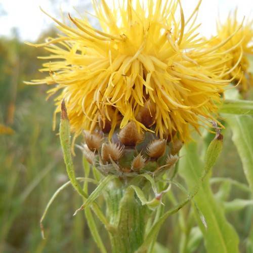 Yellow flowers with brown buds on green foliage.