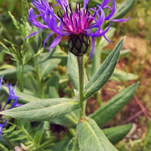 Purple flower with pink anthers on green stem and green leaves.
