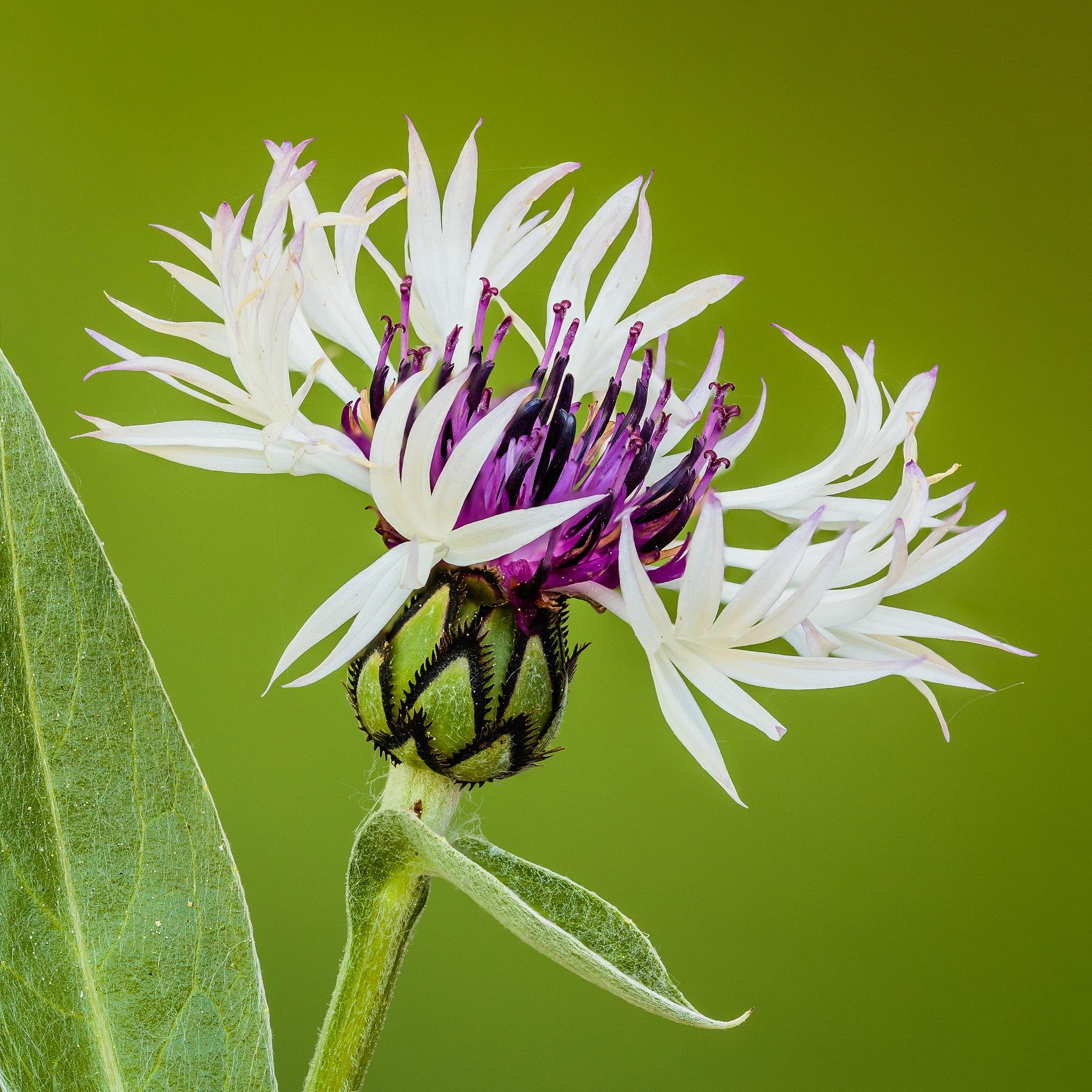 Purple-white flower with purple center, stamen, dark-purple stamen, green-black sepal, white hair and blades, lime-green stems and leaves, yellow midrib and veins.