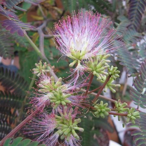 The brown-pink stem, covered with beautiful green buds and white-pink-yellow flowers.